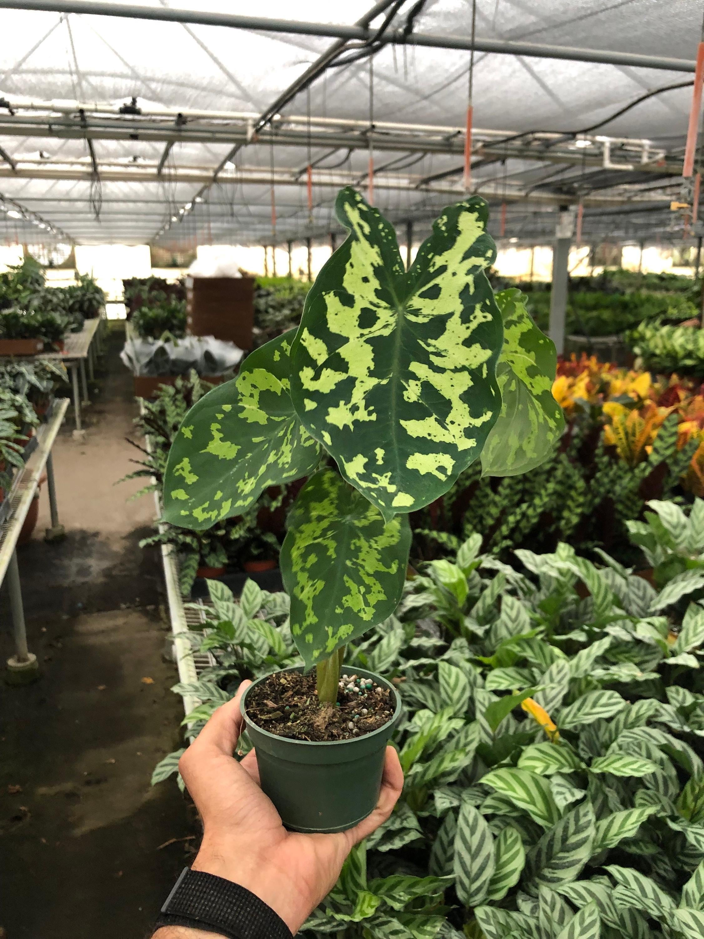 Alocasia 'Hilo Beauty' Indoor Plants 4" Pot Austin Jungle Co.