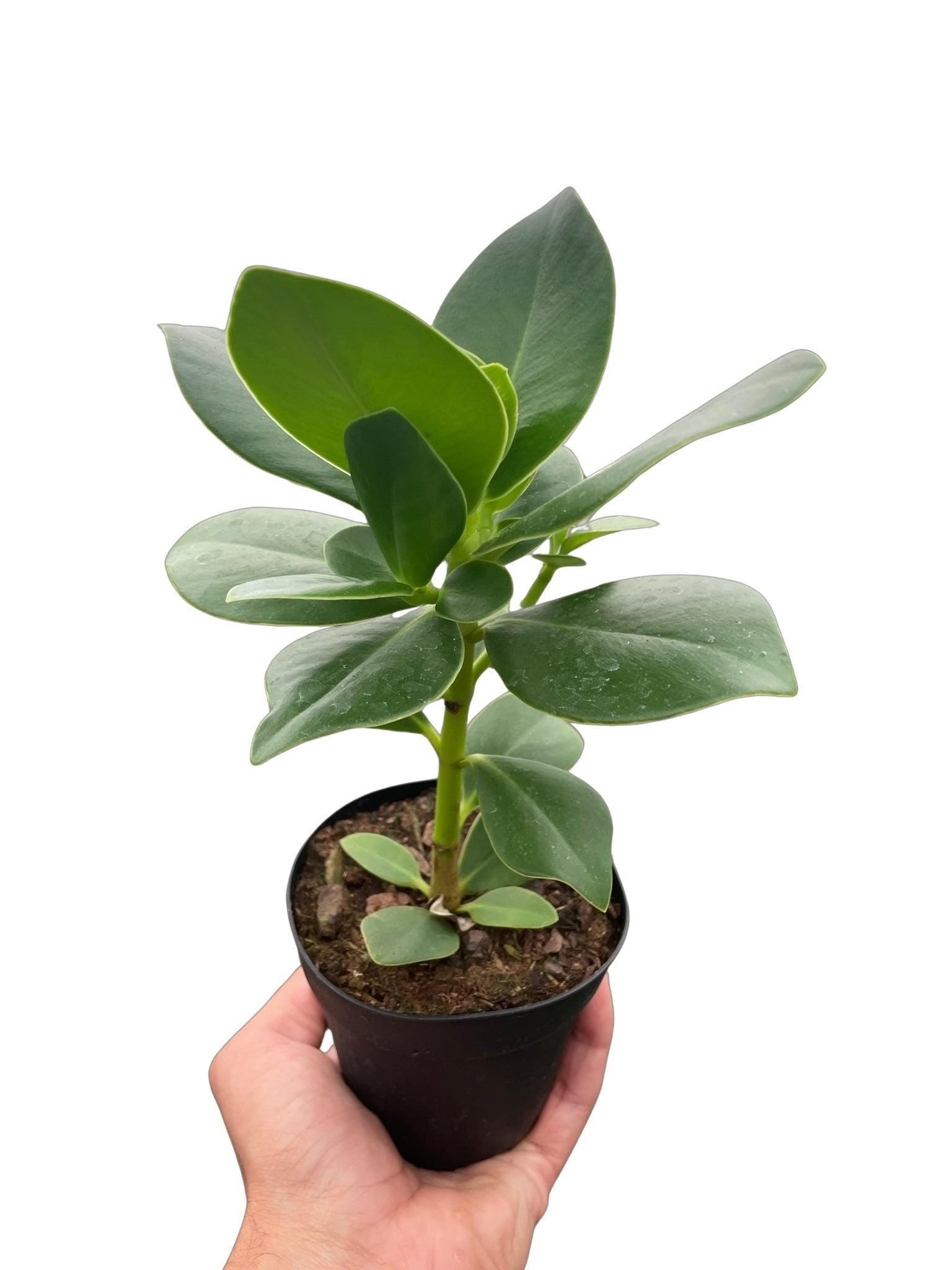 Clusia 'Princess' (Autograph Plant) Indoor Plants 2" Pot Austin Jungle Co.