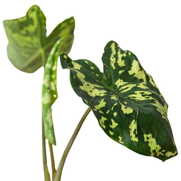 Alocasia 'Hilo Beauty' Indoor Plants 4" Pot Austin Jungle Co.