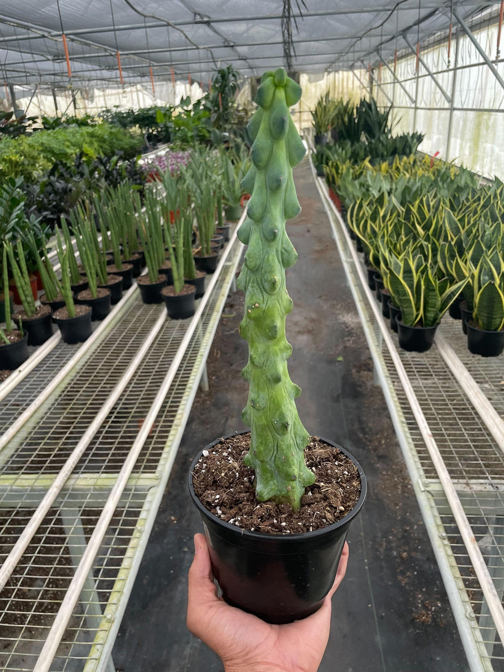 Boobie Cactus 6" Pot Austin Jungle Co.