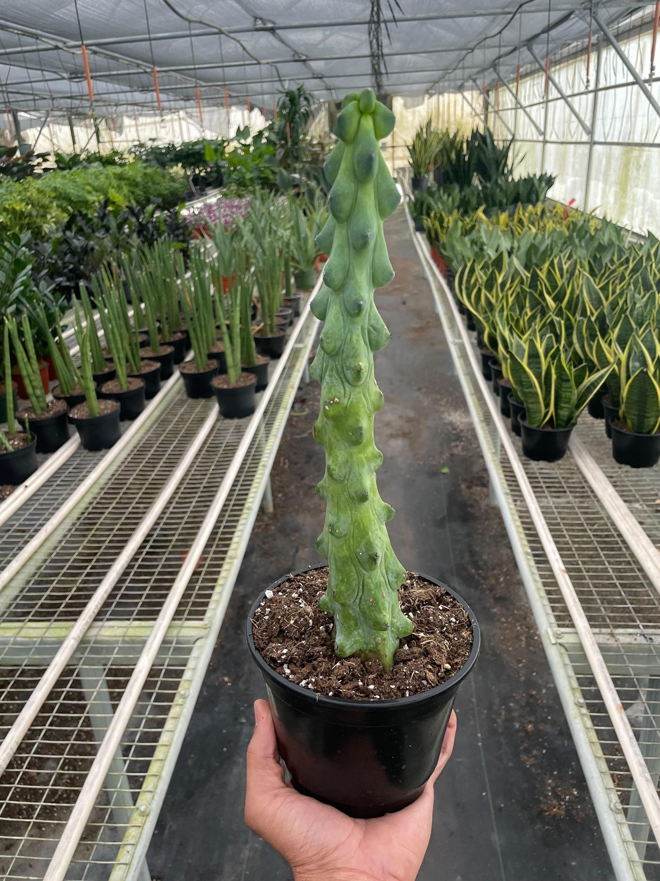 Boobie Cactus 6" Pot Austin Jungle Co.