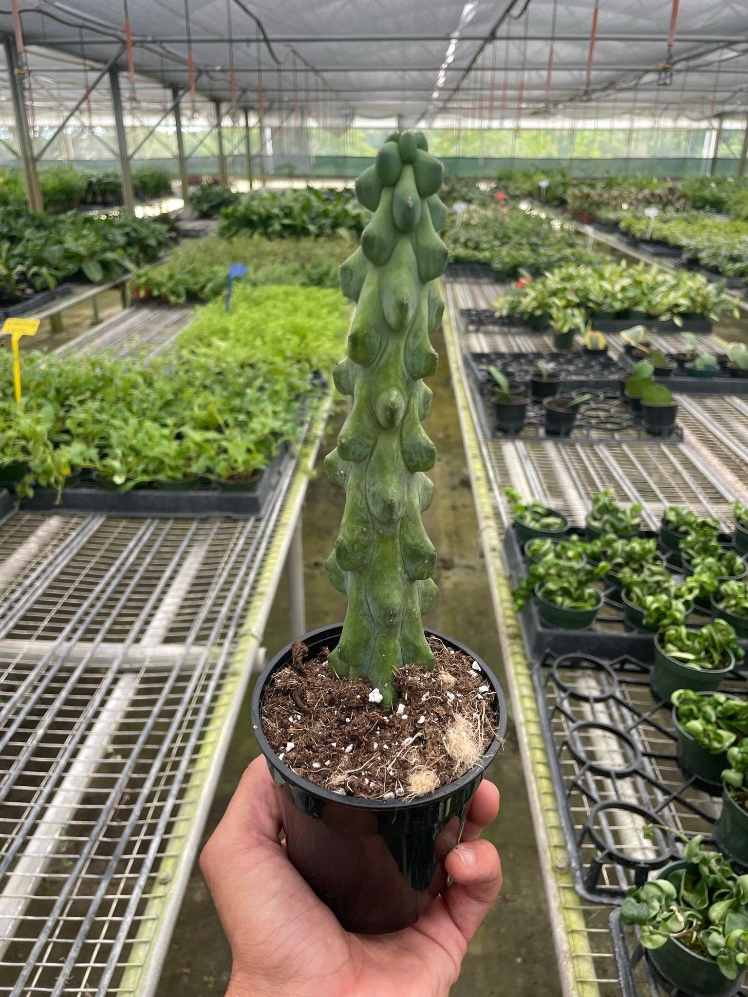 Boobie Cactus 4" Pot Austin Jungle Co.