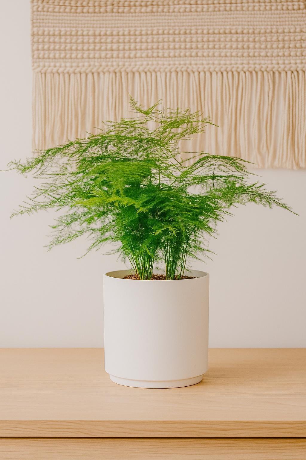 Fern 'Asparagus' 6" Plant 4" Pot Austin Jungle Co.