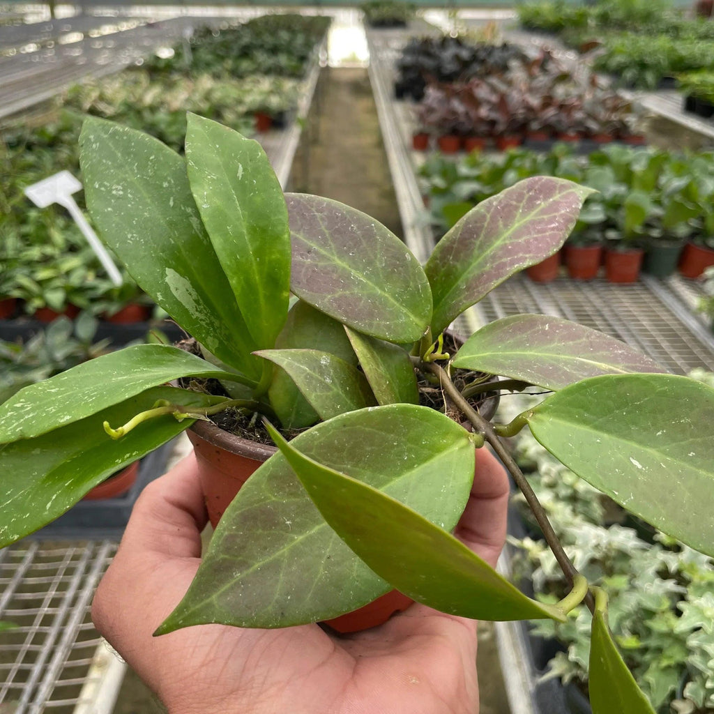 Hoya 'Sunrise' Indoor Plants 4" Pot Austin Jungle Co.