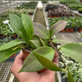 Hoya 'Sunrise' Indoor Plants 4" Pot Austin Jungle Co.
