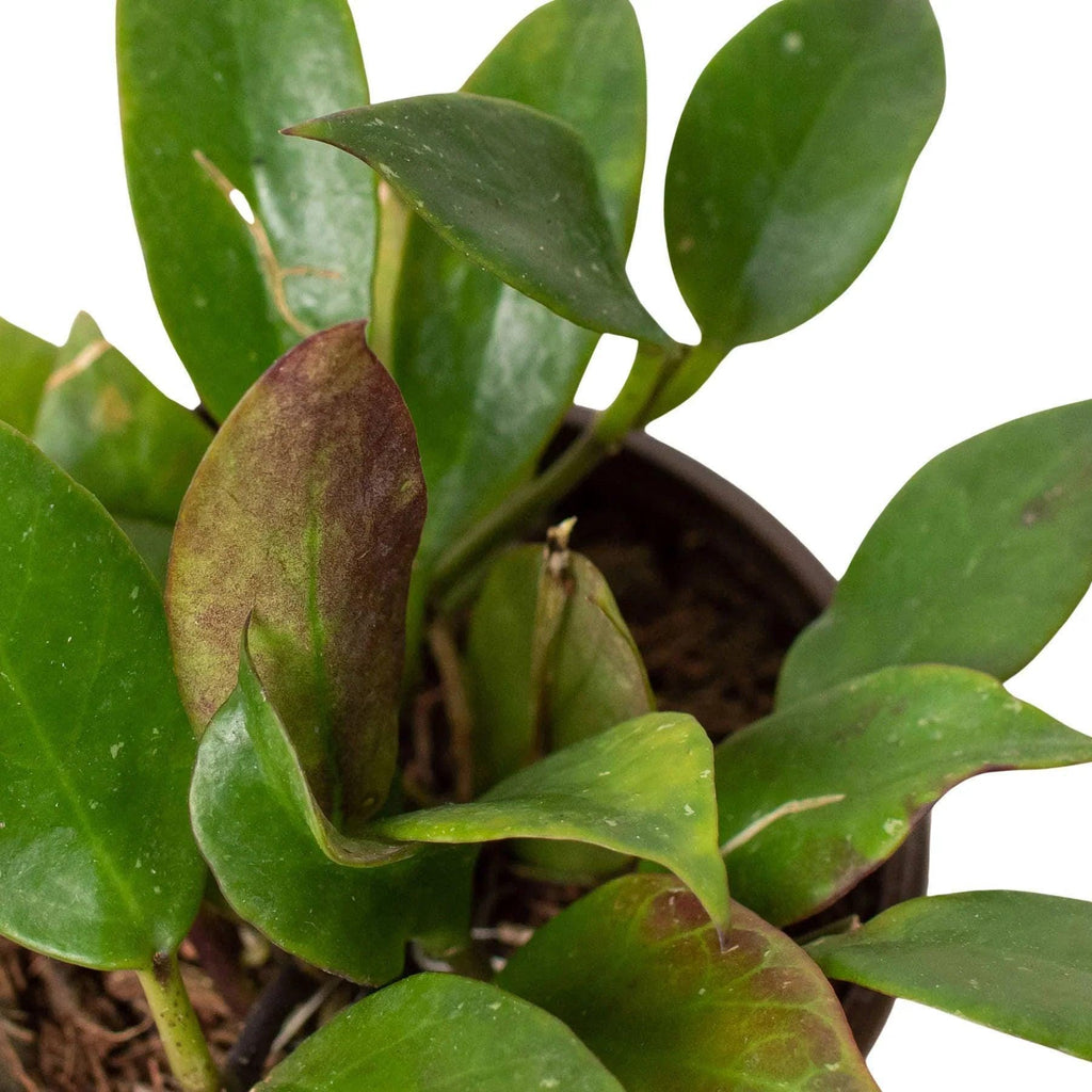 Hoya 'Sunrise' Indoor Plants 4" Pot Austin Jungle Co.
