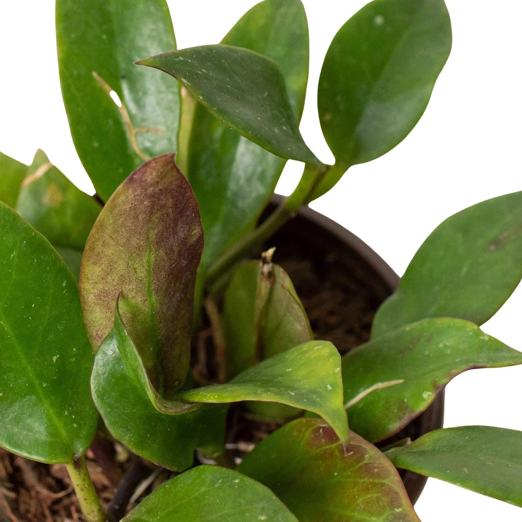 Hoya 'Sunrise' Indoor Plants 4" Pot Austin Jungle Co.