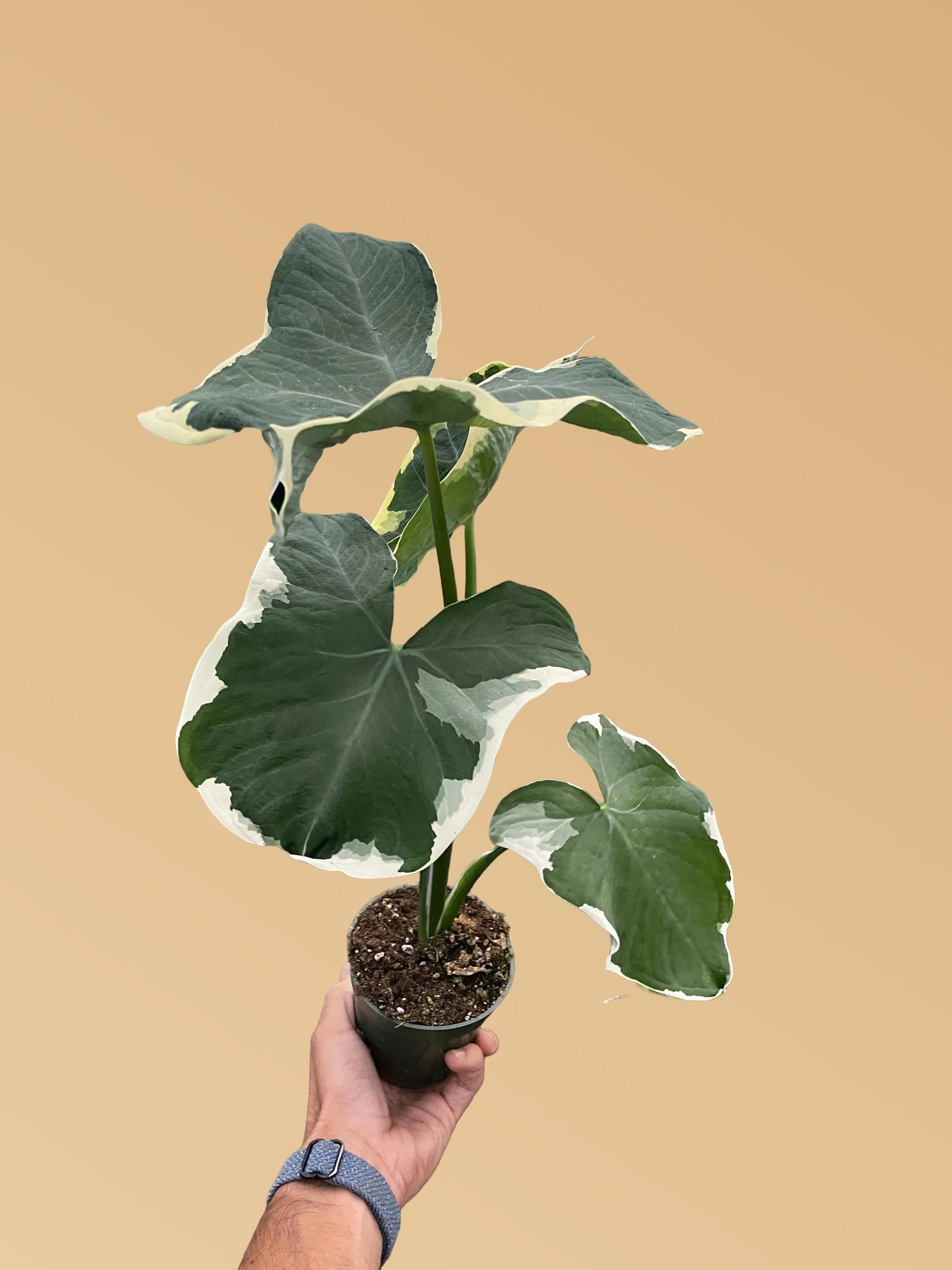 Alocasia 'Mickey Mouse' (Xanthosoma sagittifolium 'Variegatum Monstrosum') Indoor Plants 2" Pot Austin Jungle Co.