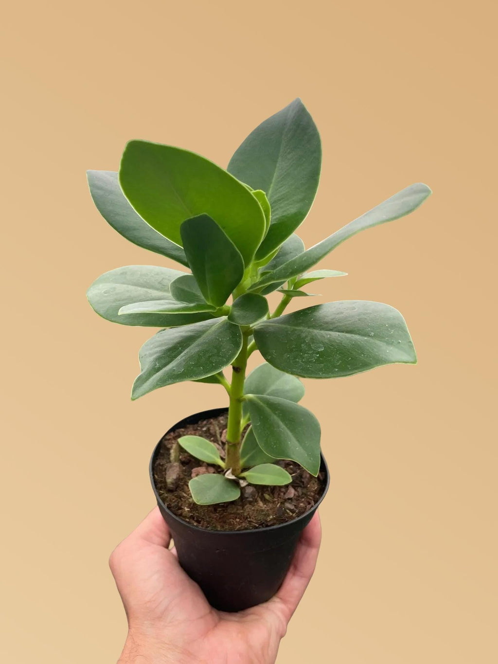 Clusia 'Princess' (Autograph Plant) Indoor Plants 2" Pot Austin Jungle Co.