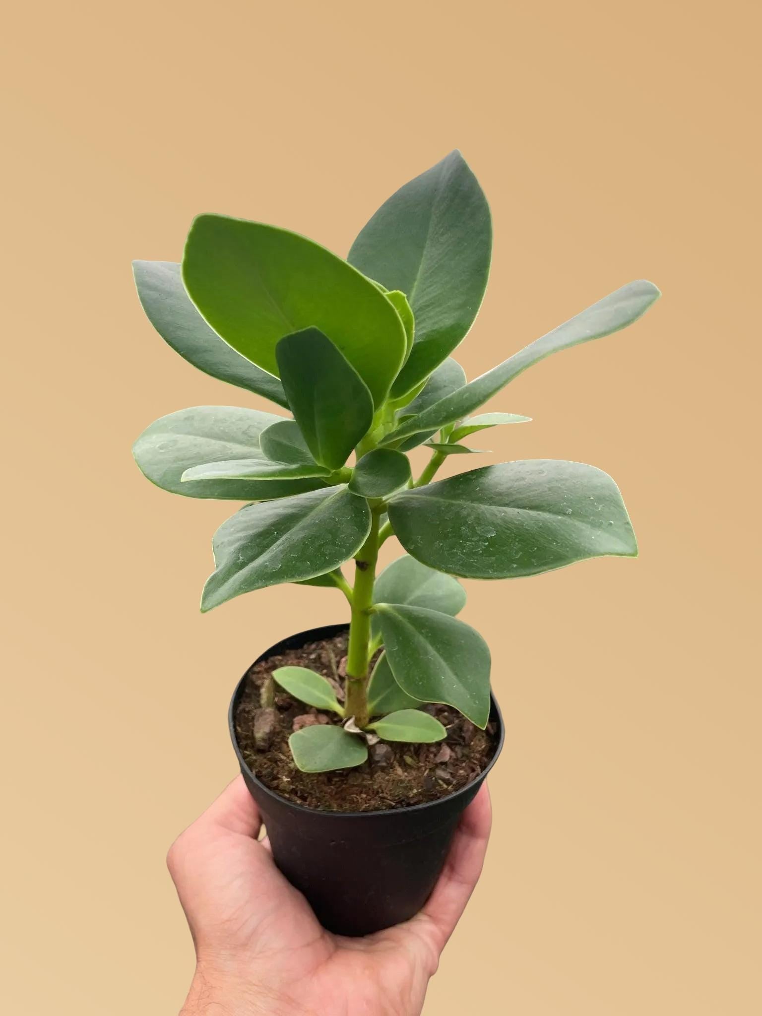 Clusia 'Princess' (Autograph Plant) Indoor Plants 2" Pot Austin Jungle Co.
