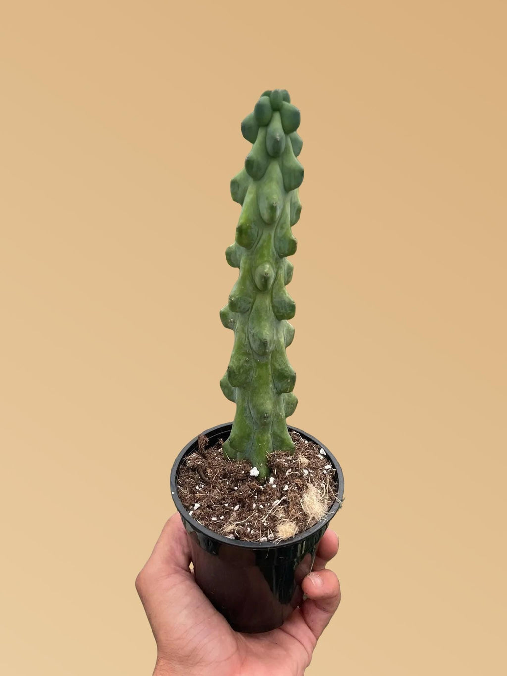 Boobie Cactus 3" Pots Austin Jungle Co.
