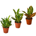 3 Croton Variety Pack / 4" Pot / Live Plant / House Plant