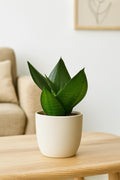 Snake Plant Jade