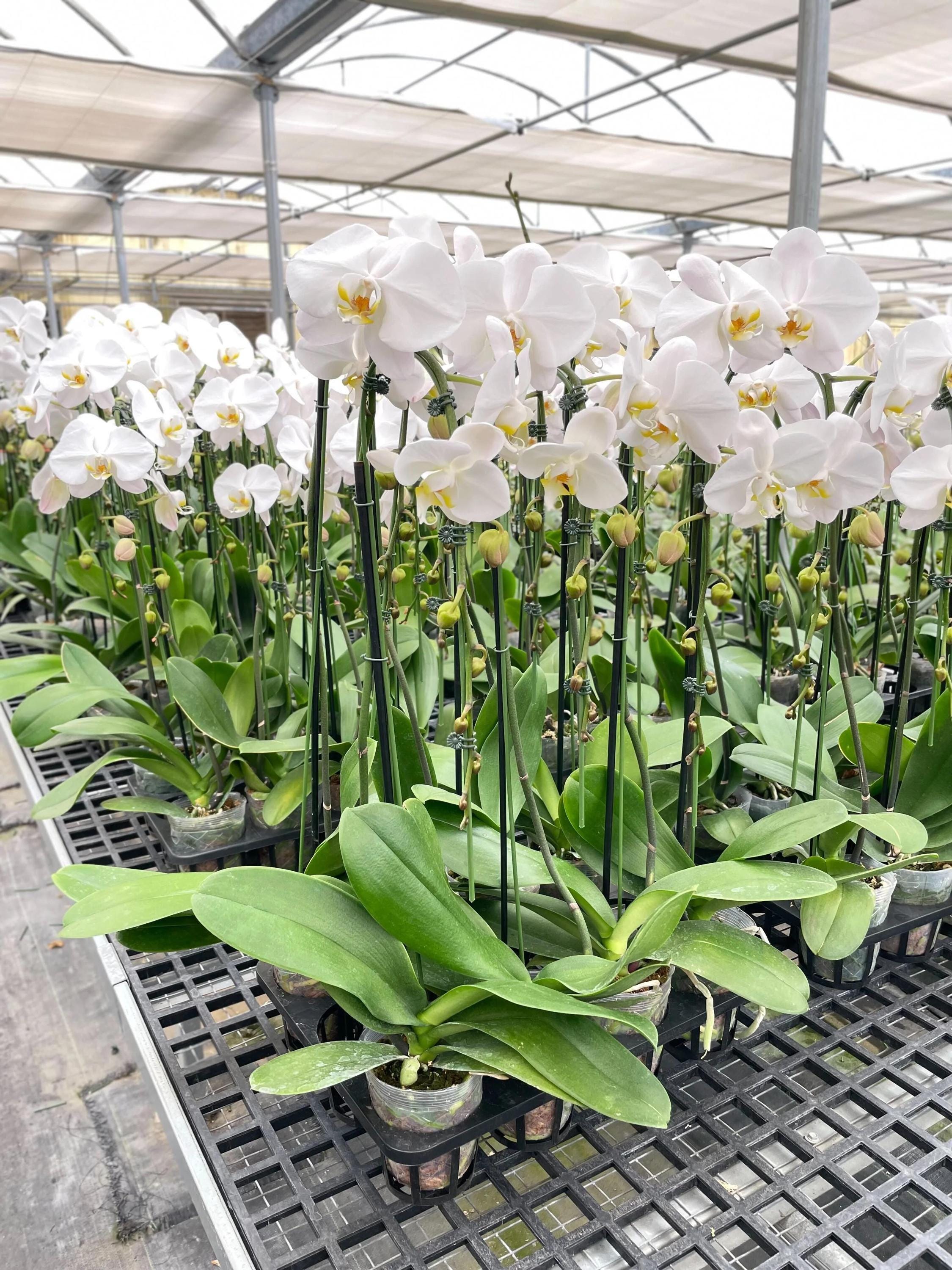 Orchid 'White Phalaenopsis' 5" Pot / Single Spike Austin Jungle Co.