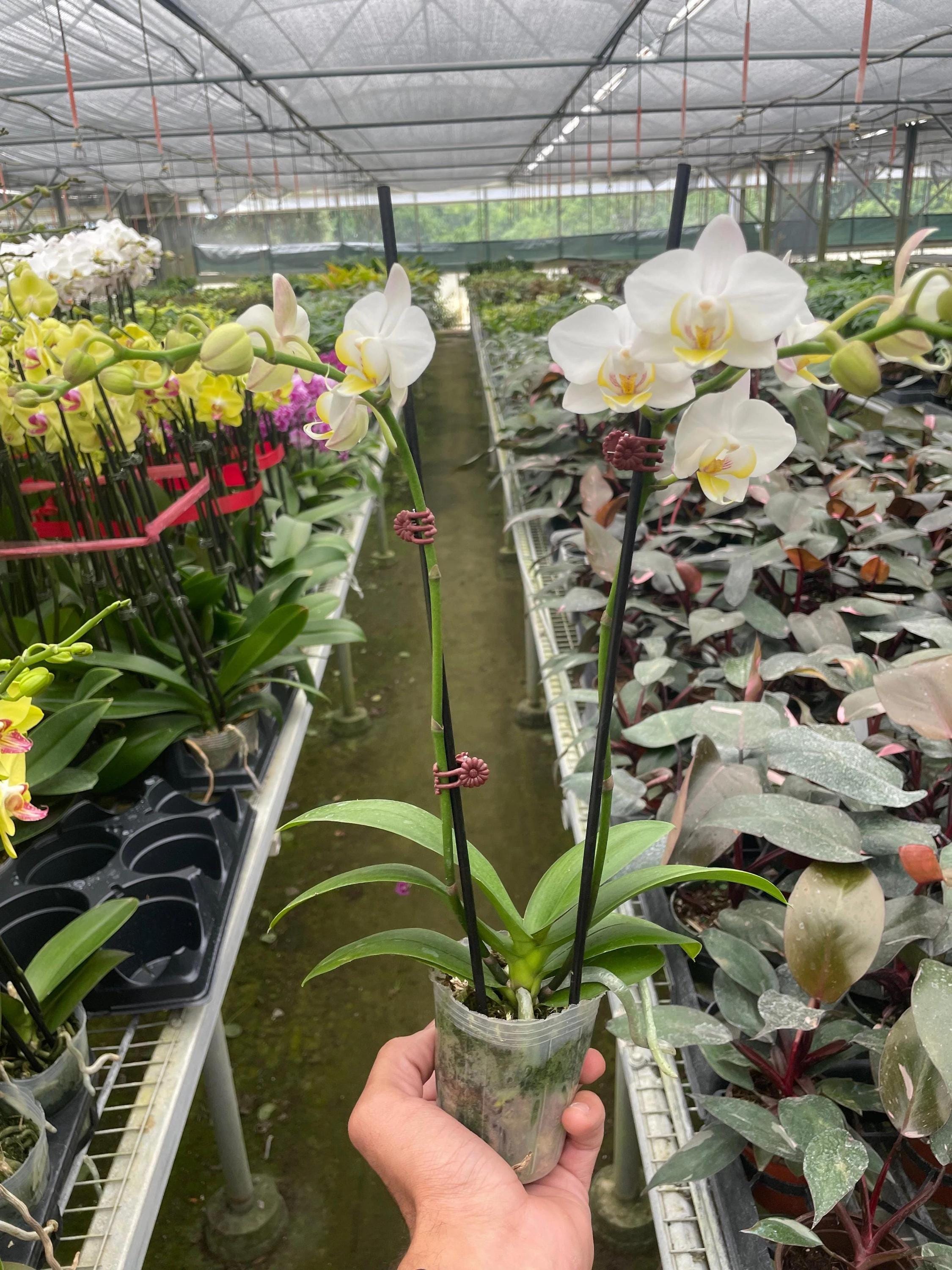 Orchid 'White Phalaenopsis' 3" Pot / Double Spike Austin Jungle Co.