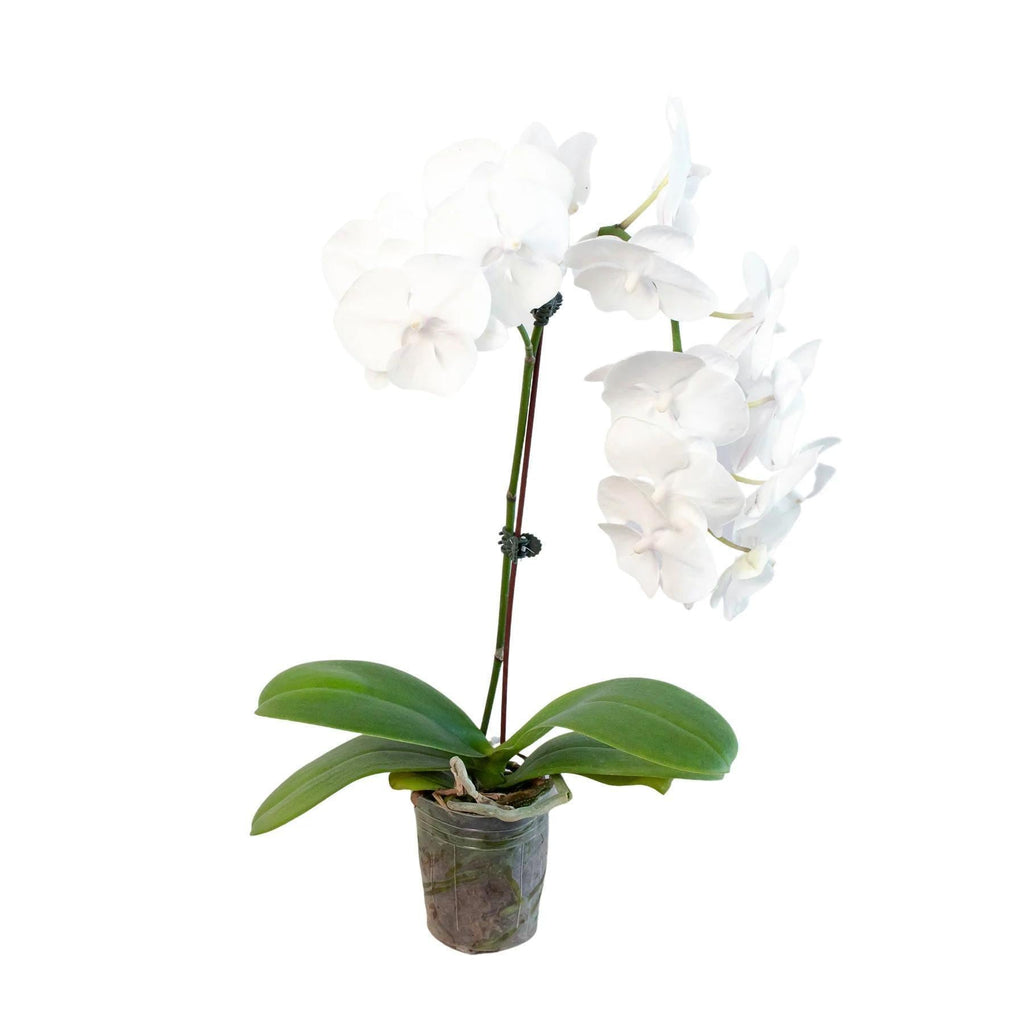 Orchid 'White Phalaenopsis' 3" Pot / Double Spike Austin Jungle Co.