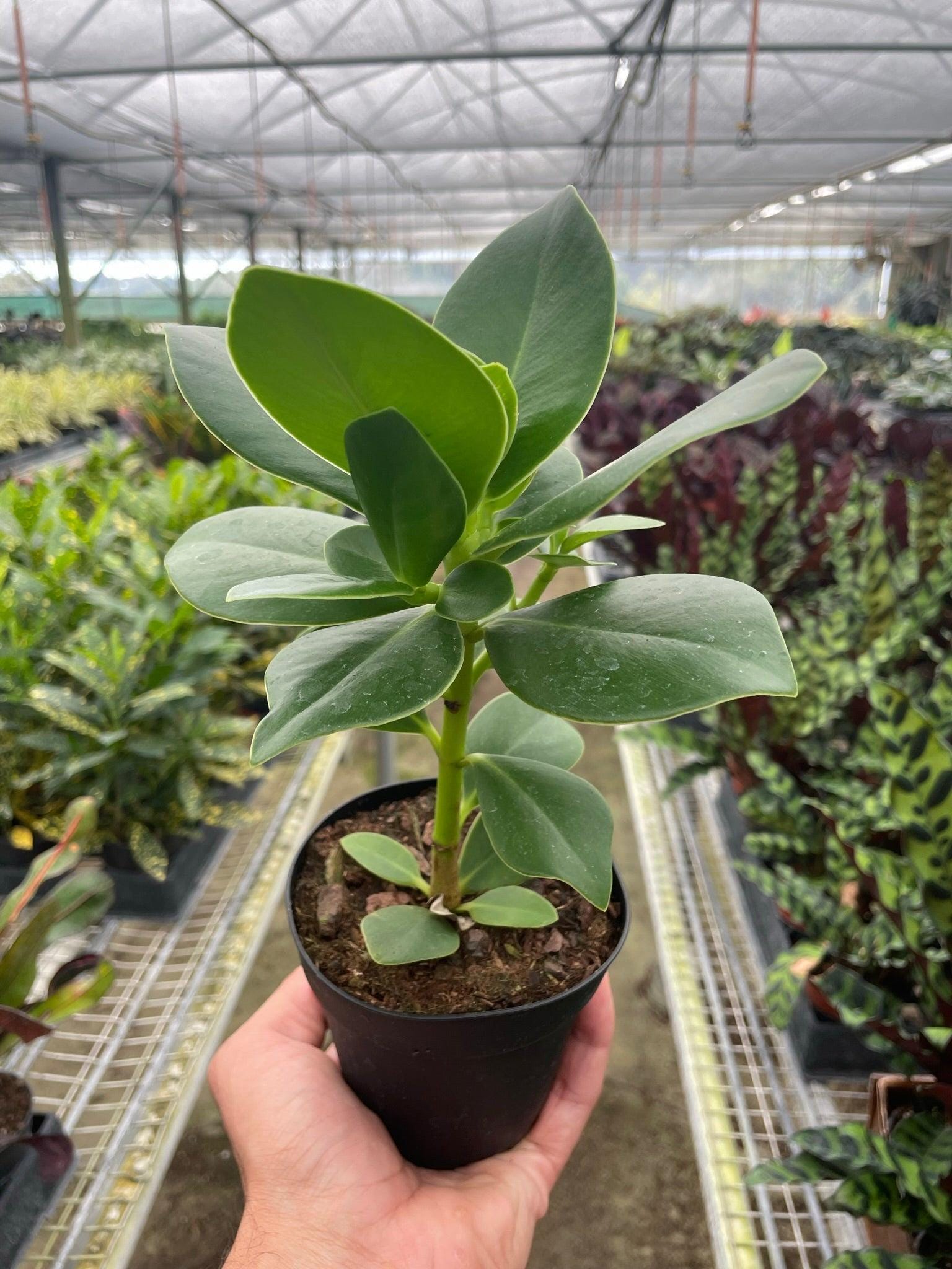Clusia 'Princess' (Autograph Plant) Indoor Plants 4" Pot Austin Jungle Co.