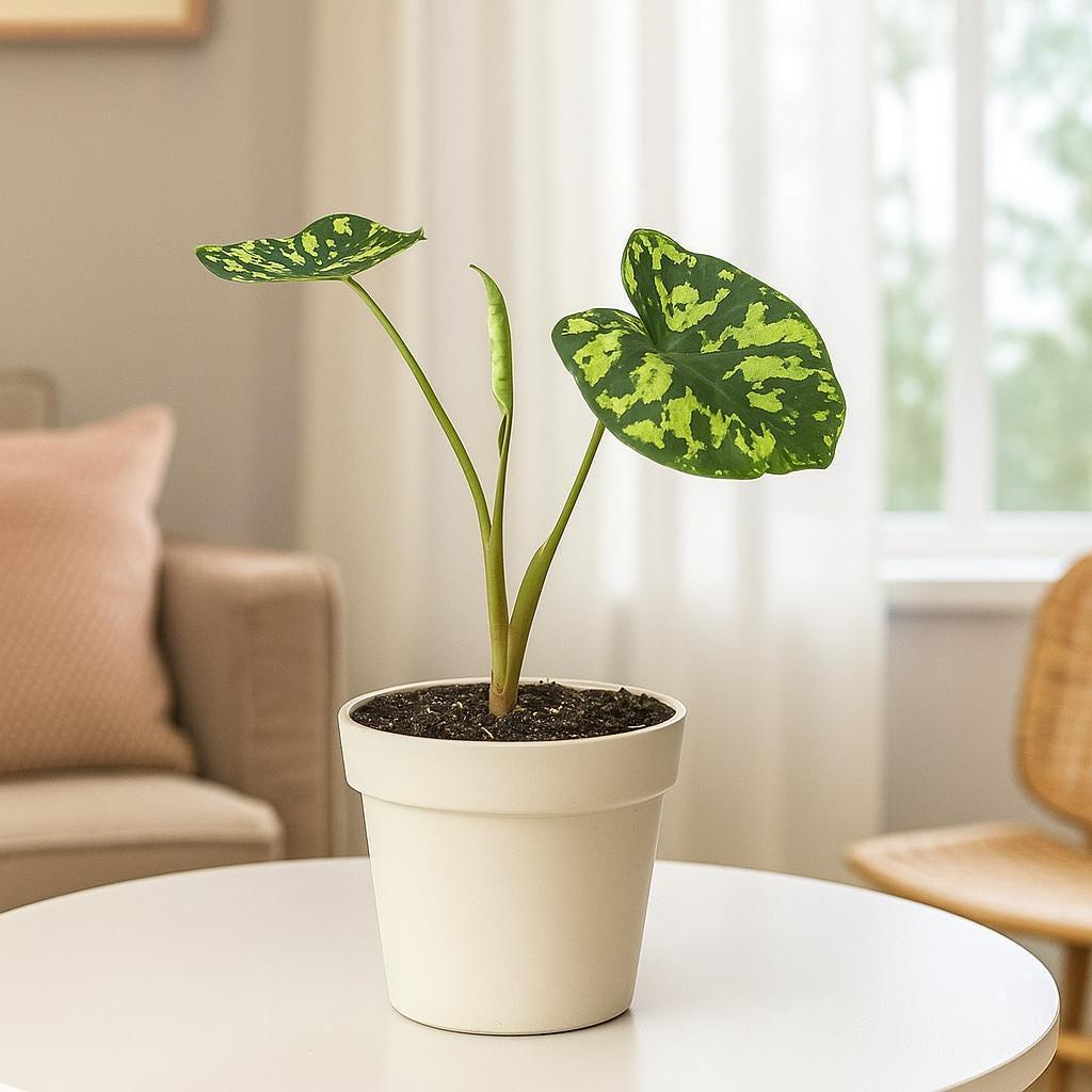 Alocasia 'Hilo Beauty' Indoor Plants 4" Pot Austin Jungle Co.