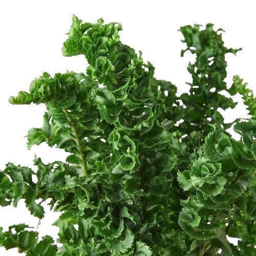 'Emina' Fern - 4" Pot