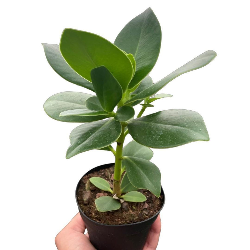 Clusia 'Princess' (Autograph Plant) Indoor Plants 2" Pot Austin Jungle Co.