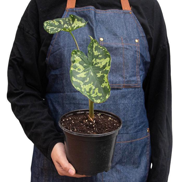 Alocasia 'Hilo Beauty' Indoor Plants 4" Pot Austin Jungle Co.