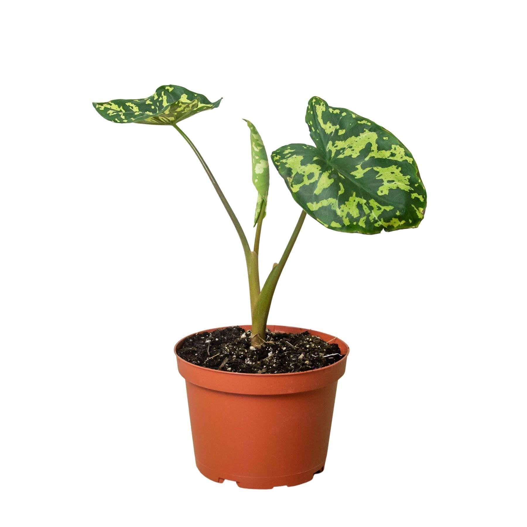 Alocasia 'Hilo Beauty' Indoor Plants 6" Pot Austin Jungle Co.