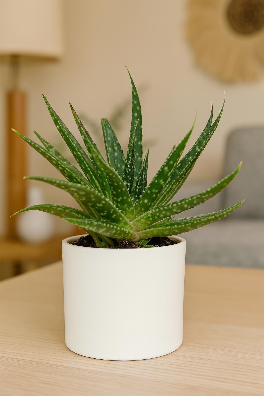 Succulent Gasteria Zimflora 4" Pot Austin Jungle Co.