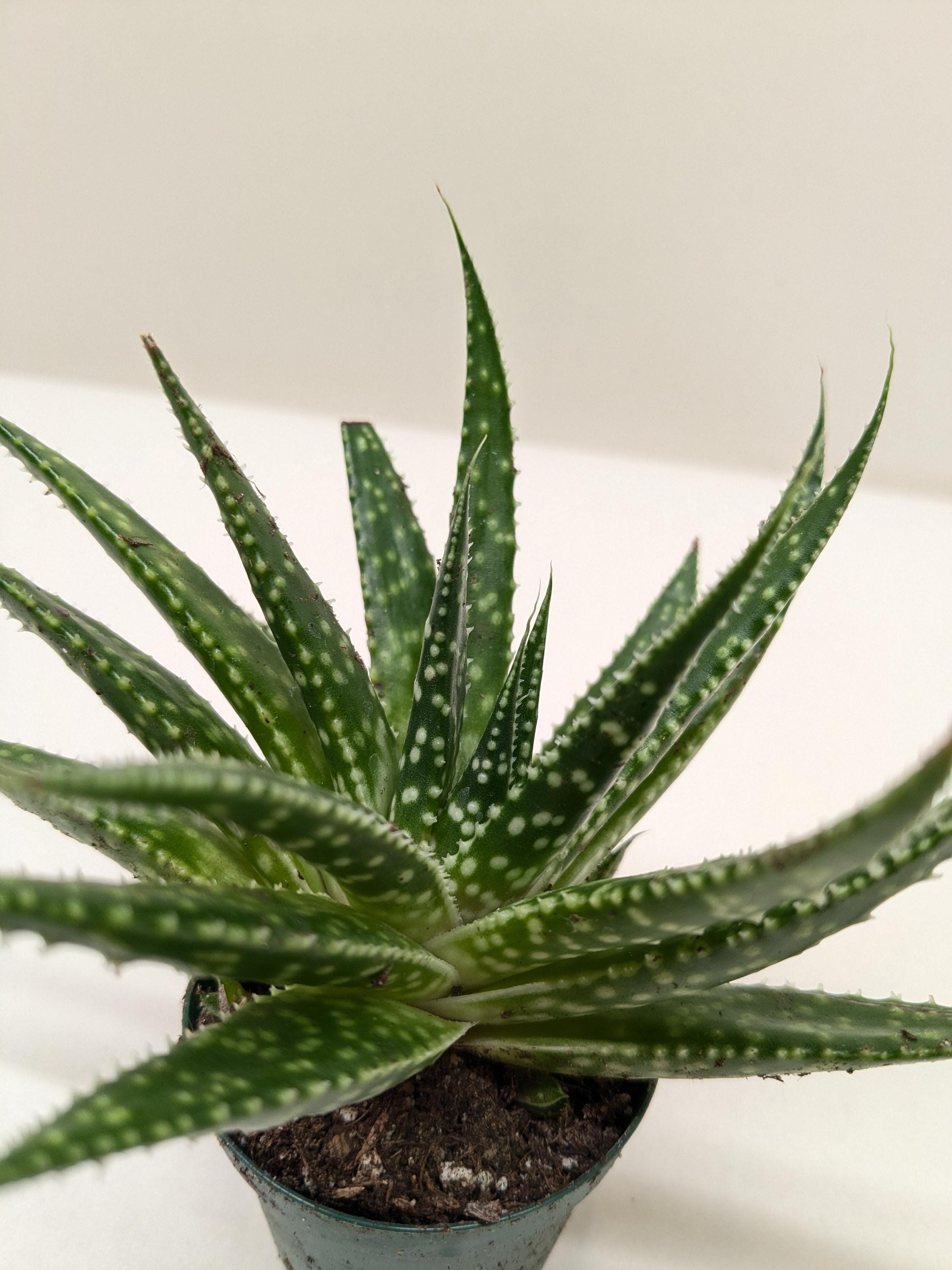 Succulent Gasteria Zimflora 4" Pot Austin Jungle Co.