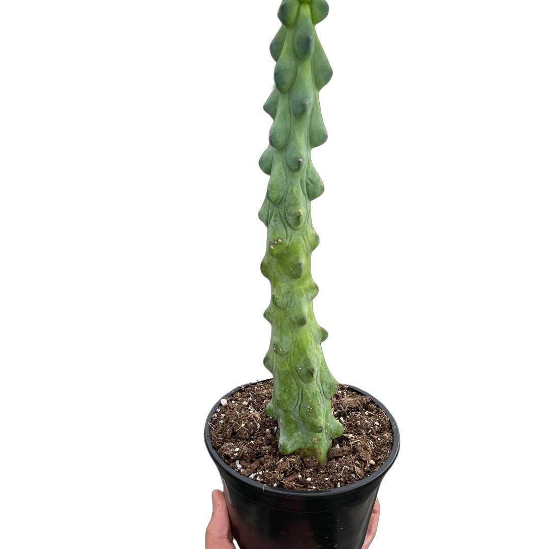 Boobie Cactus 3" Pots Austin Jungle Co.