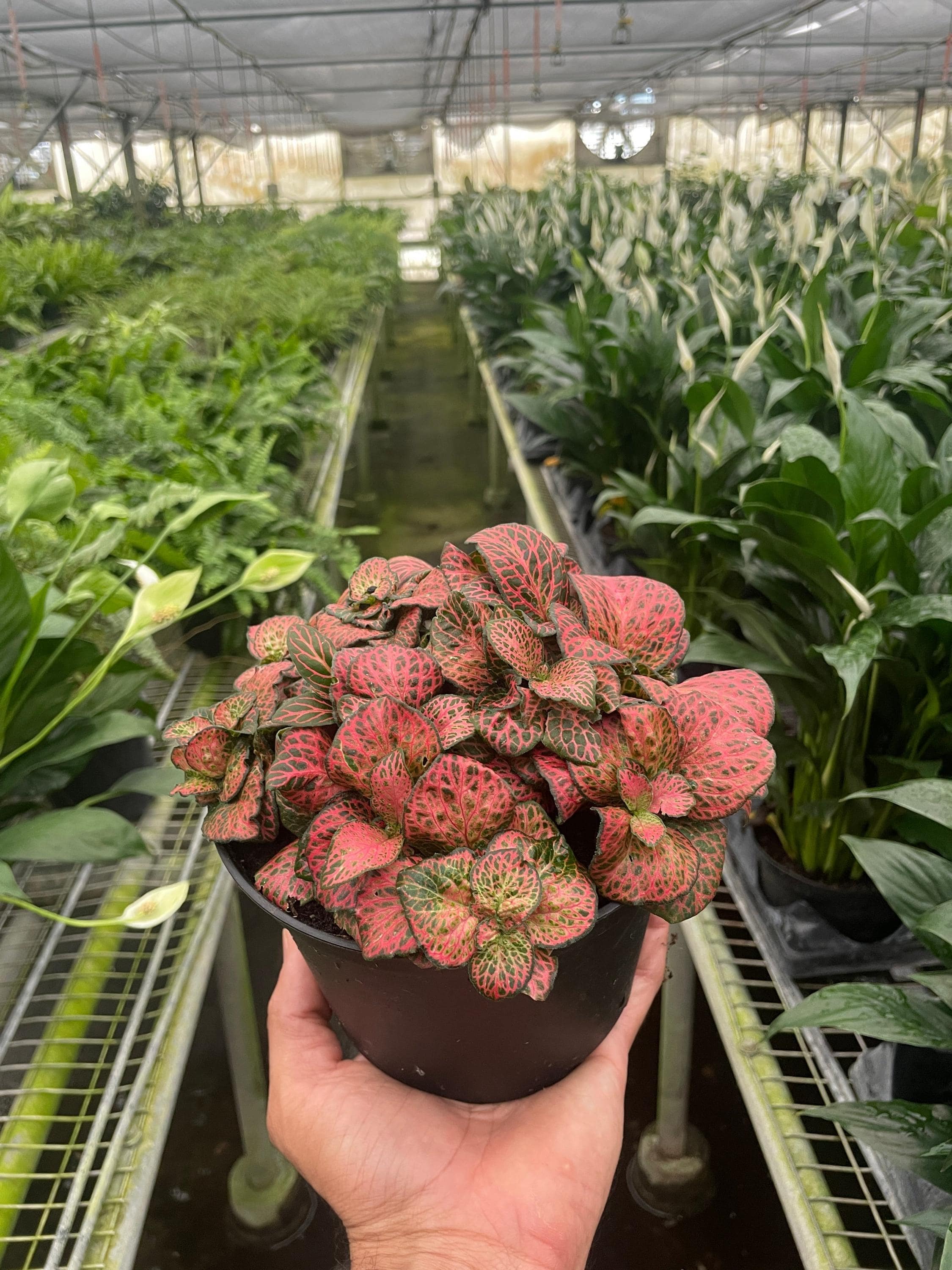 Fittonia 'Red' 6" Pot Austin Jungle Co.