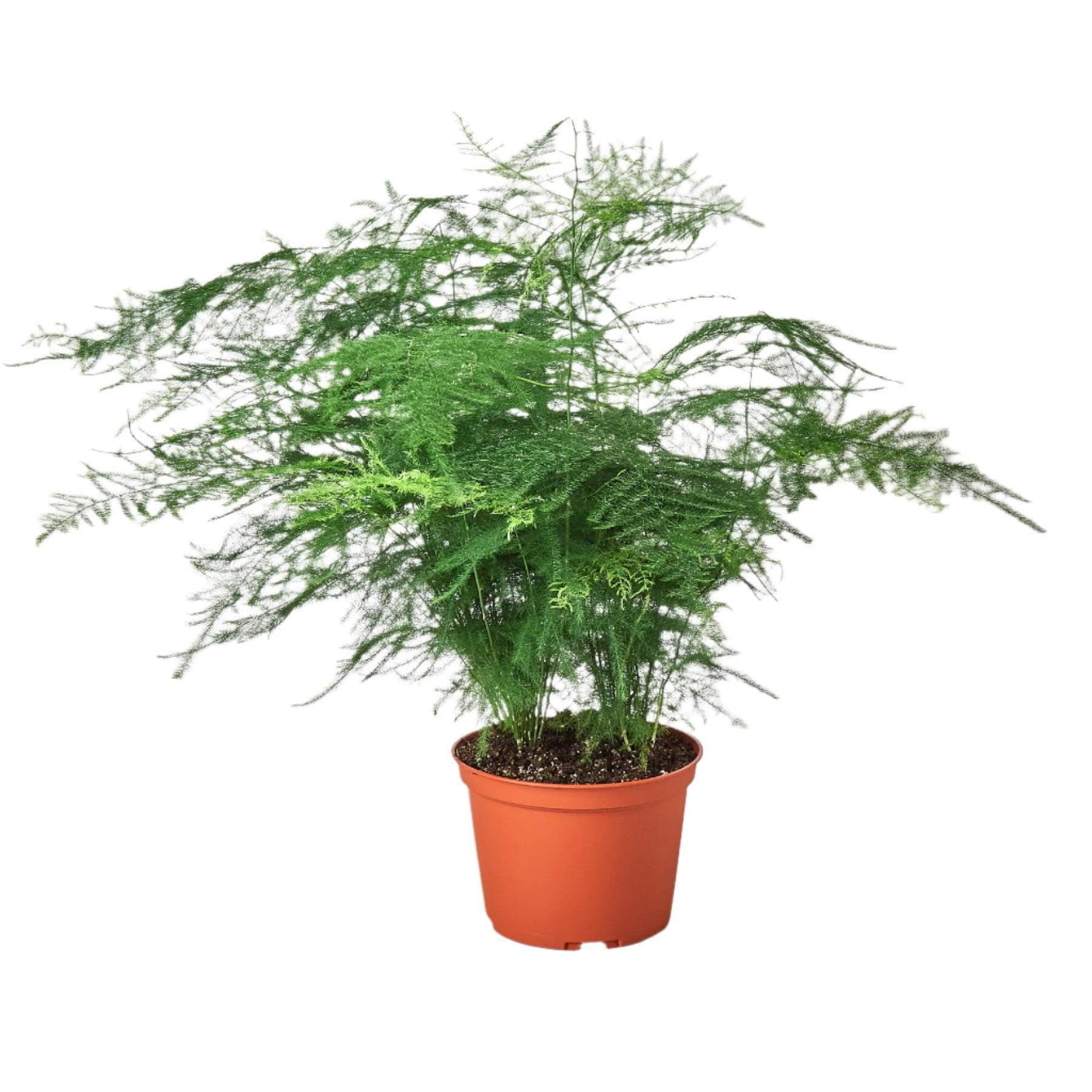 Fern 'Asparagus' 6" Plant 4" Pot Austin Jungle Co.