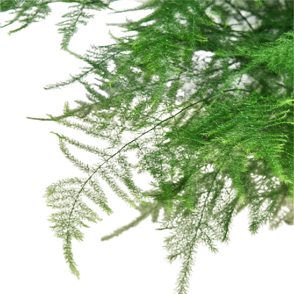 Fern 'Asparagus' 6" Plant 4" Pot Austin Jungle Co.