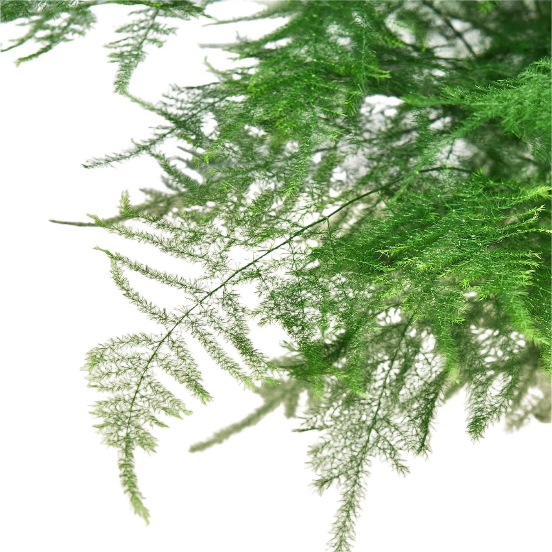 Fern 'Asparagus' 6" Plant 4" Pot Austin Jungle Co.