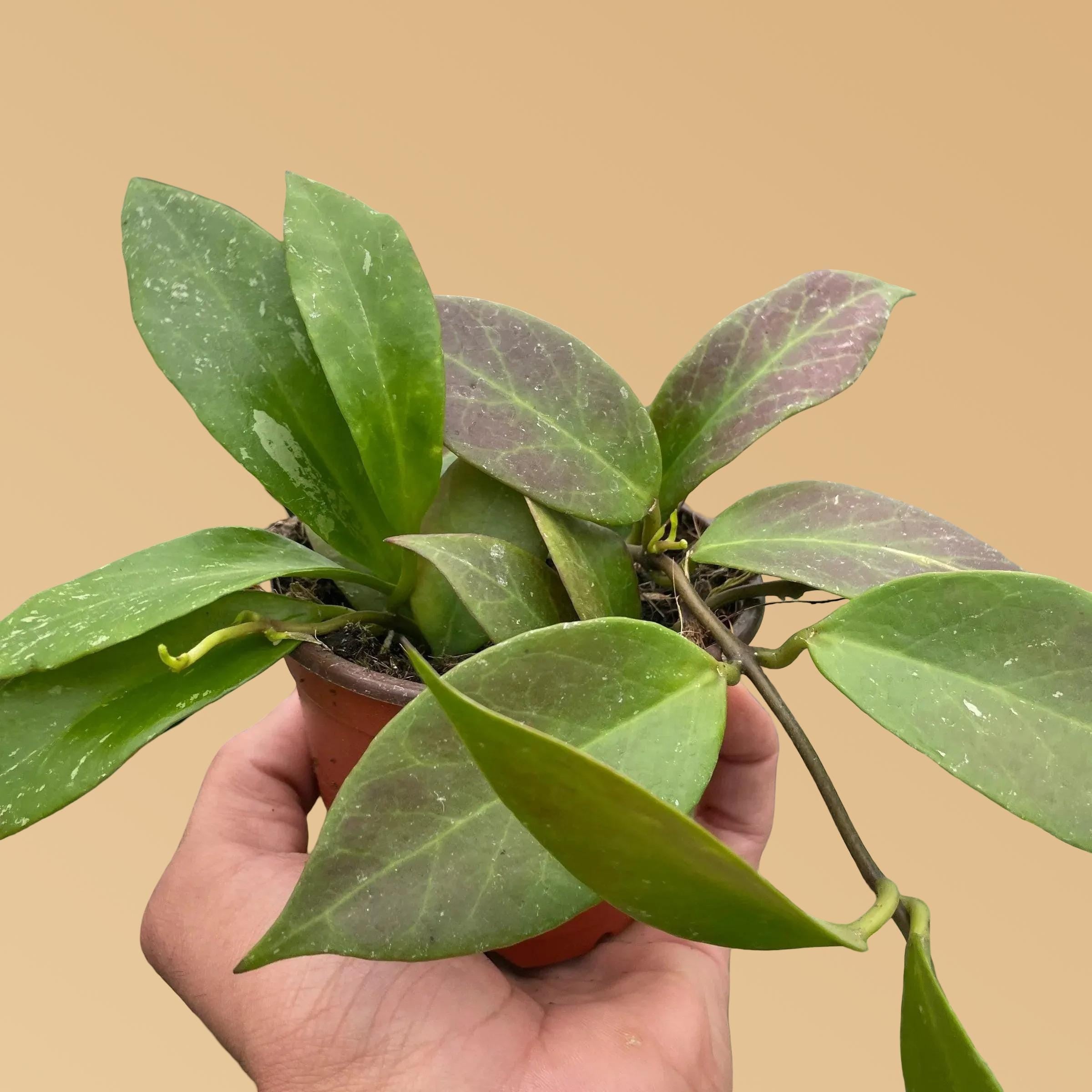 Hoya 'Sunrise' Indoor Plants 4" Pot Austin Jungle Co.