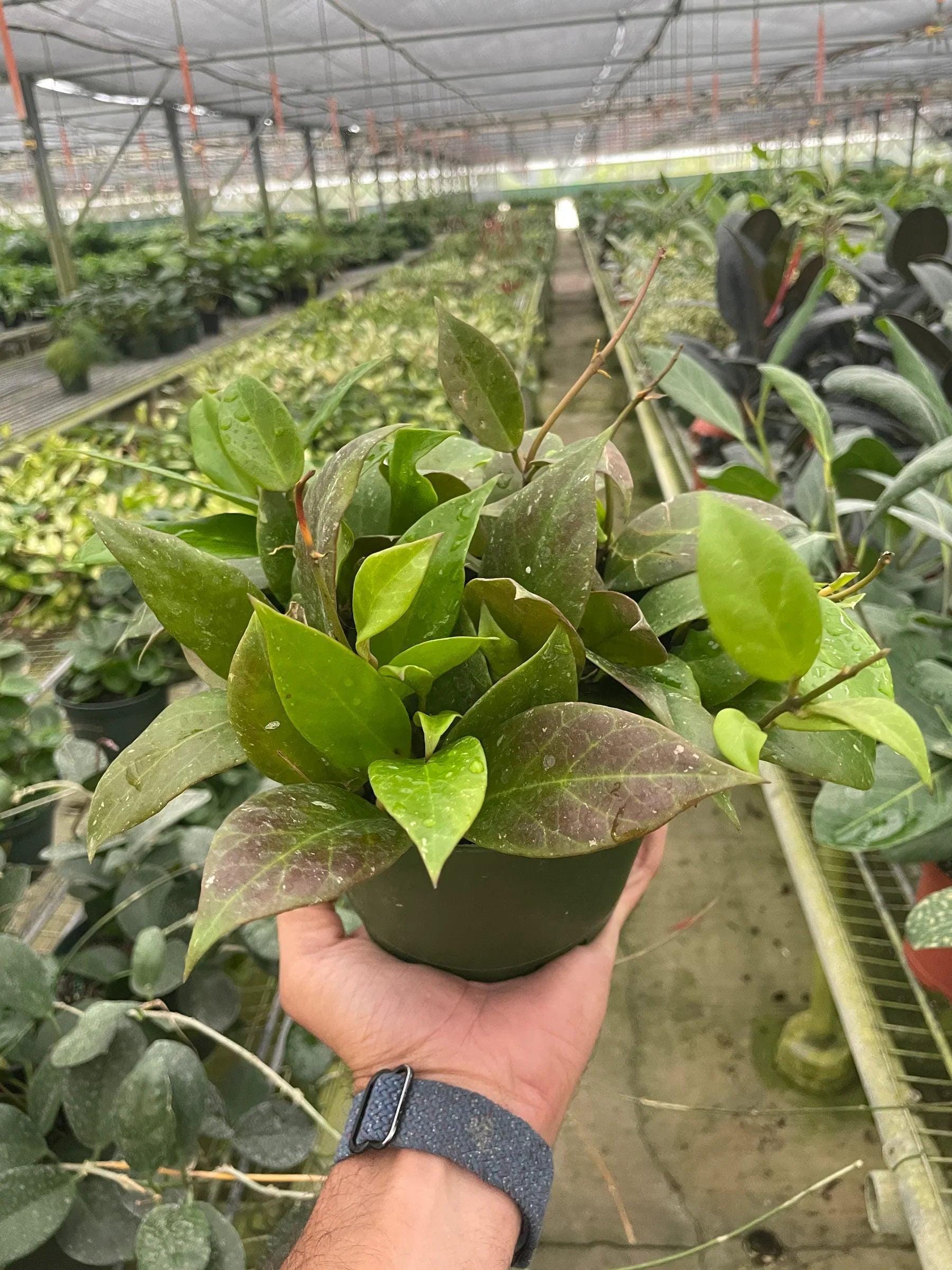 Hoya 'Sunrise' Indoor Plants 6" Pot Austin Jungle Co.