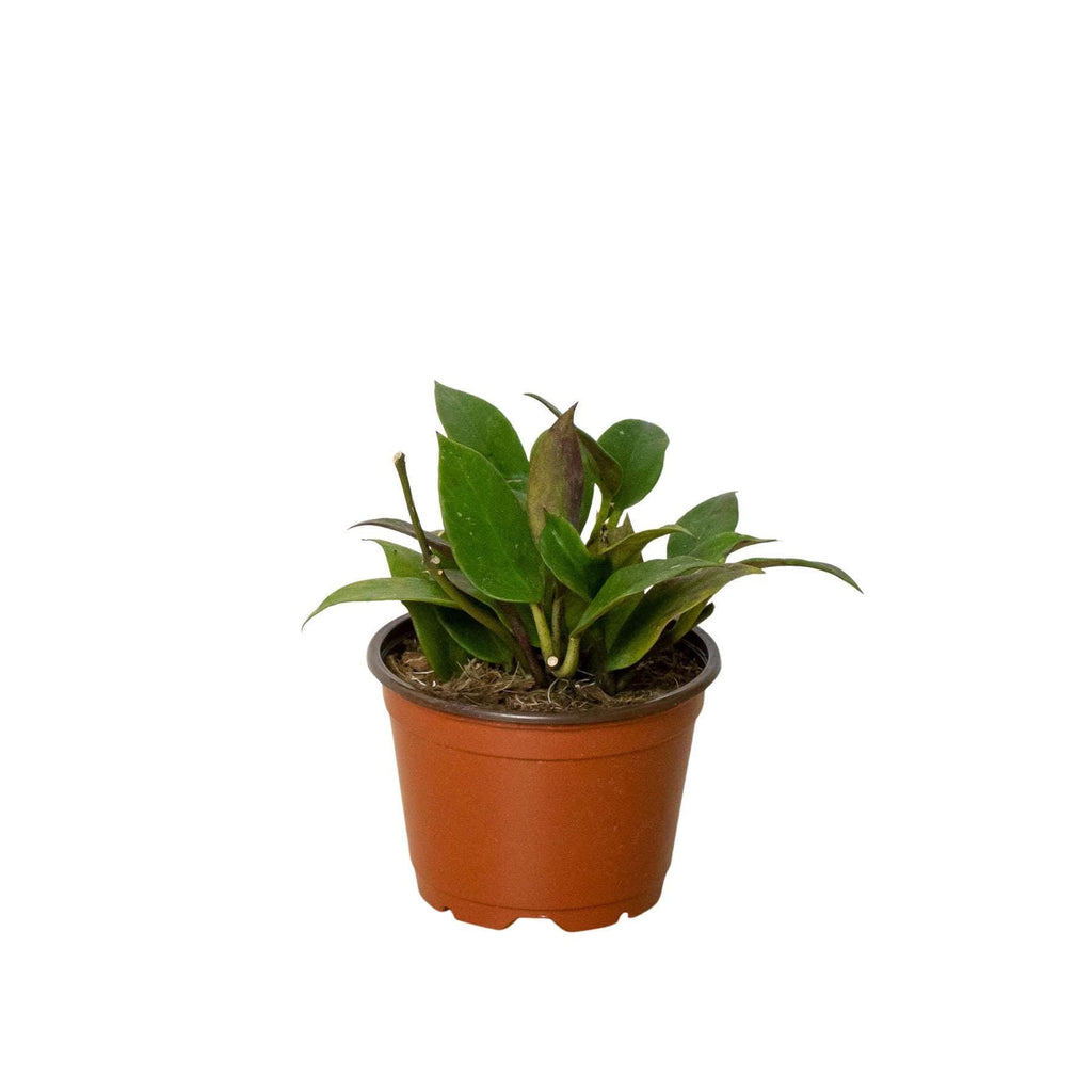 Hoya 'Sunrise' Indoor Plants 4" Pot Austin Jungle Co.
