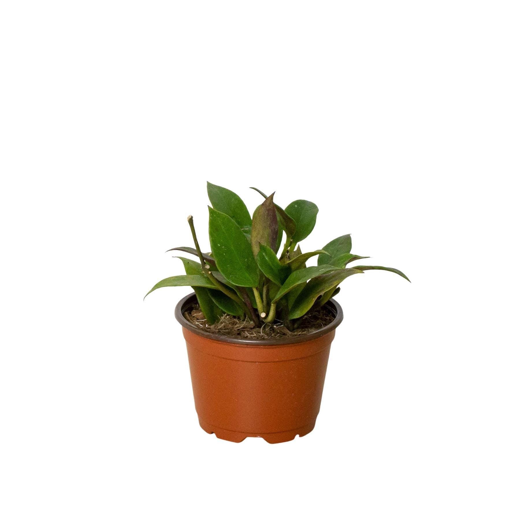 Hoya 'Sunrise' Indoor Plants 4" Pot Austin Jungle Co.