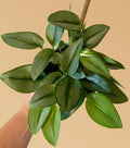 Scindapsus 'Moonlight' - 4" Pot