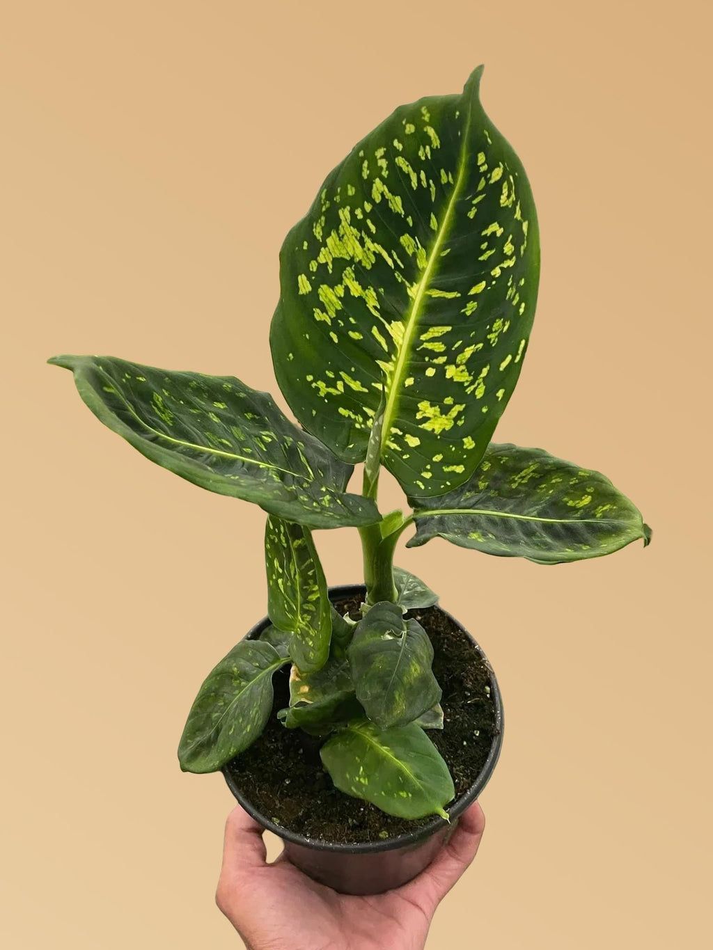 Dieffenbachia 'Reflector'