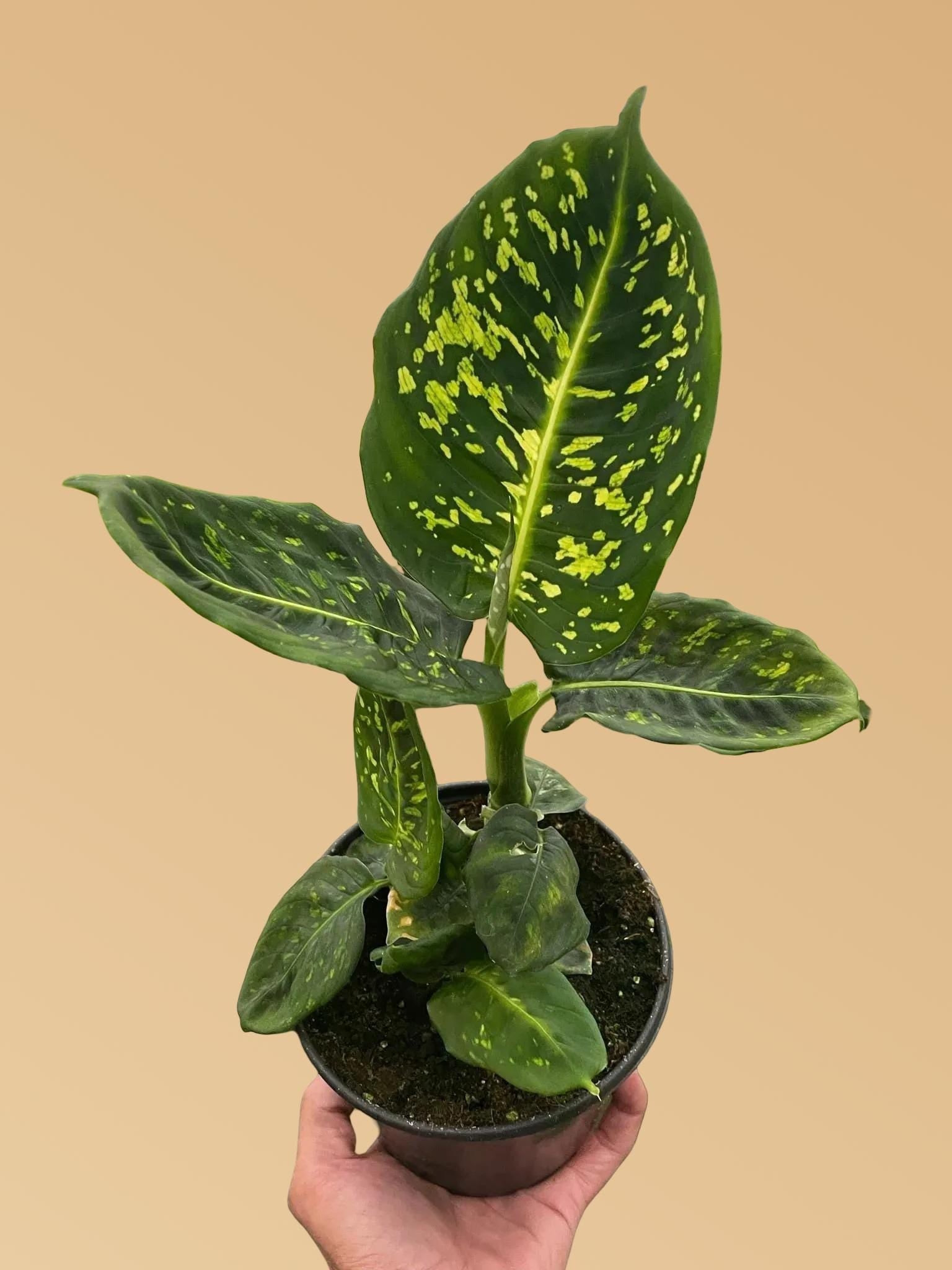 Dieffenbachia 'Reflector'