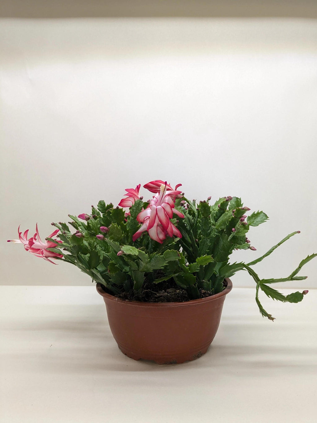 Zygocactus 'Christmas Cactus' 4" Pot / Red Austin Jungle Co.