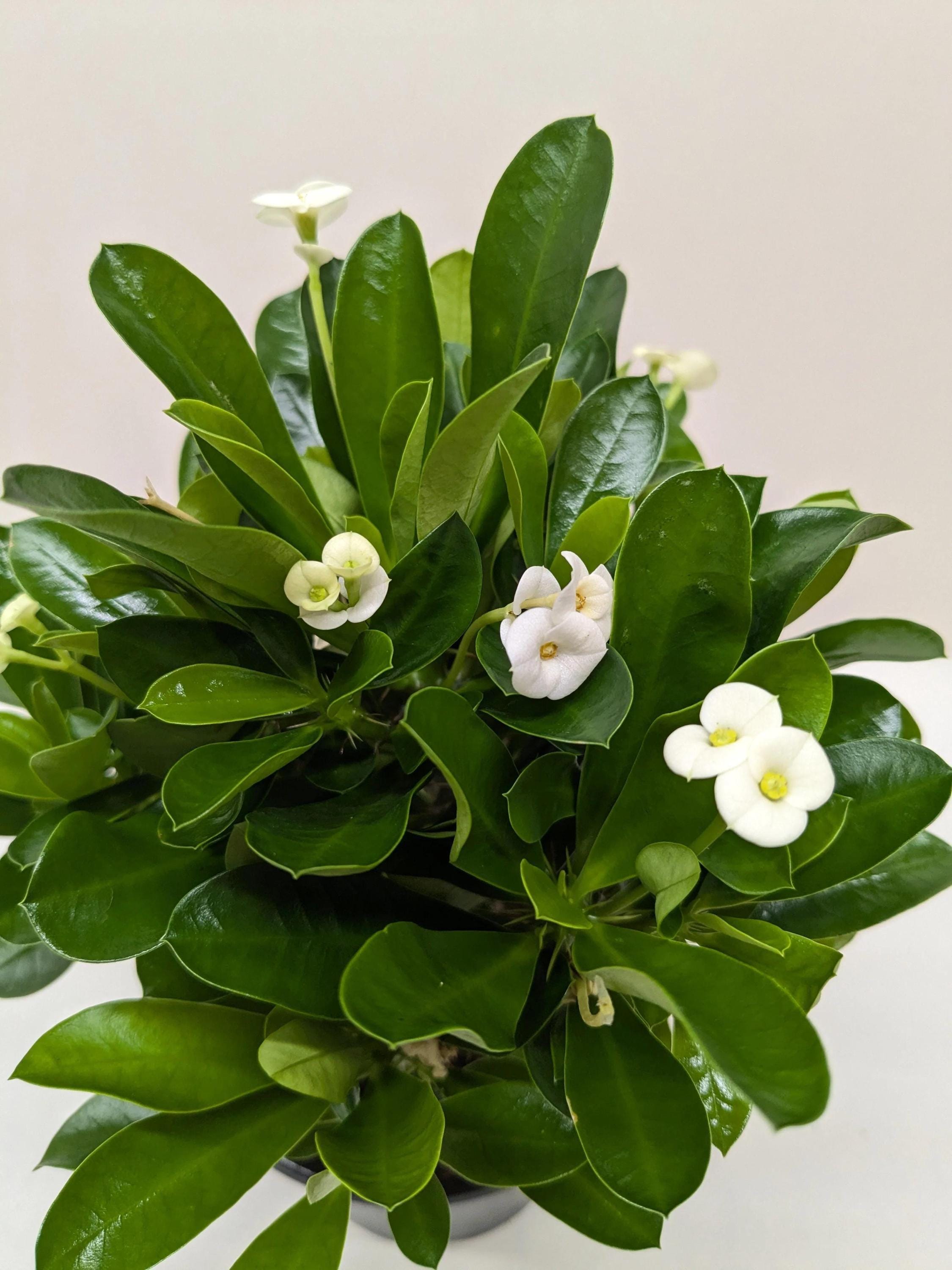 Crown of Thorns 6" Plant (2pk/$4.5) ($15 Ship/63oz) 4" Pot / Pink Austin Jungle Co.