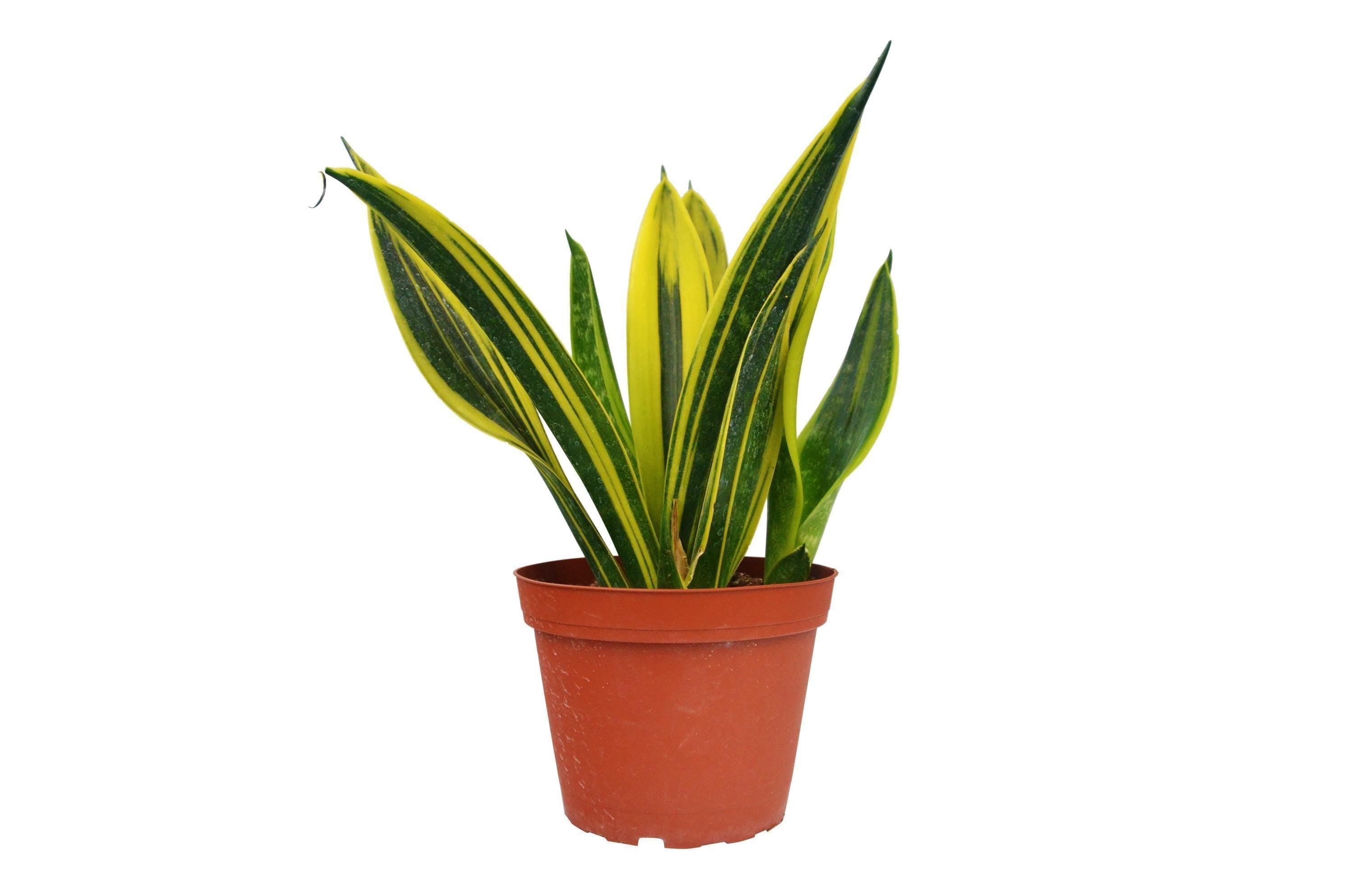Snake 'Gold Flame' 6" Plant (1pk/$4.5) ($10 Ship/31oz) 4" Pot Austin Jungle Co.