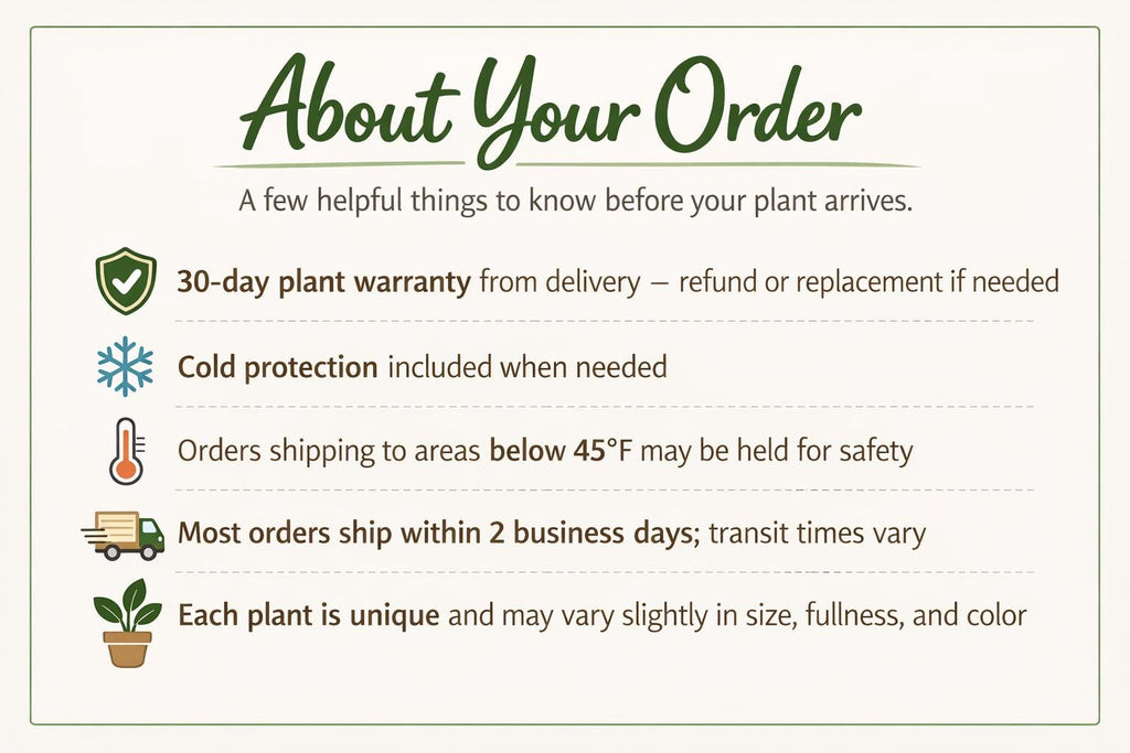 Black and TerraCotta Eco Pots 4" Pot / Black Austin Jungle Co.