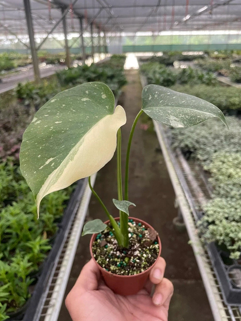 Monstera 'Thai Constellation' 2" Pot Austin Jungle Co.