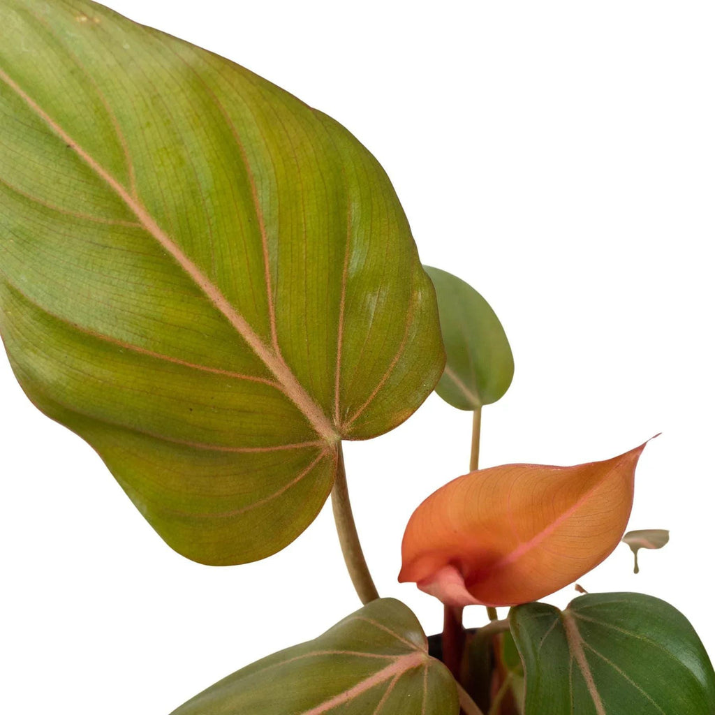 Philodendron 'Summer Glory' Indoor Plants 2" Pot Austin Jungle Co.
