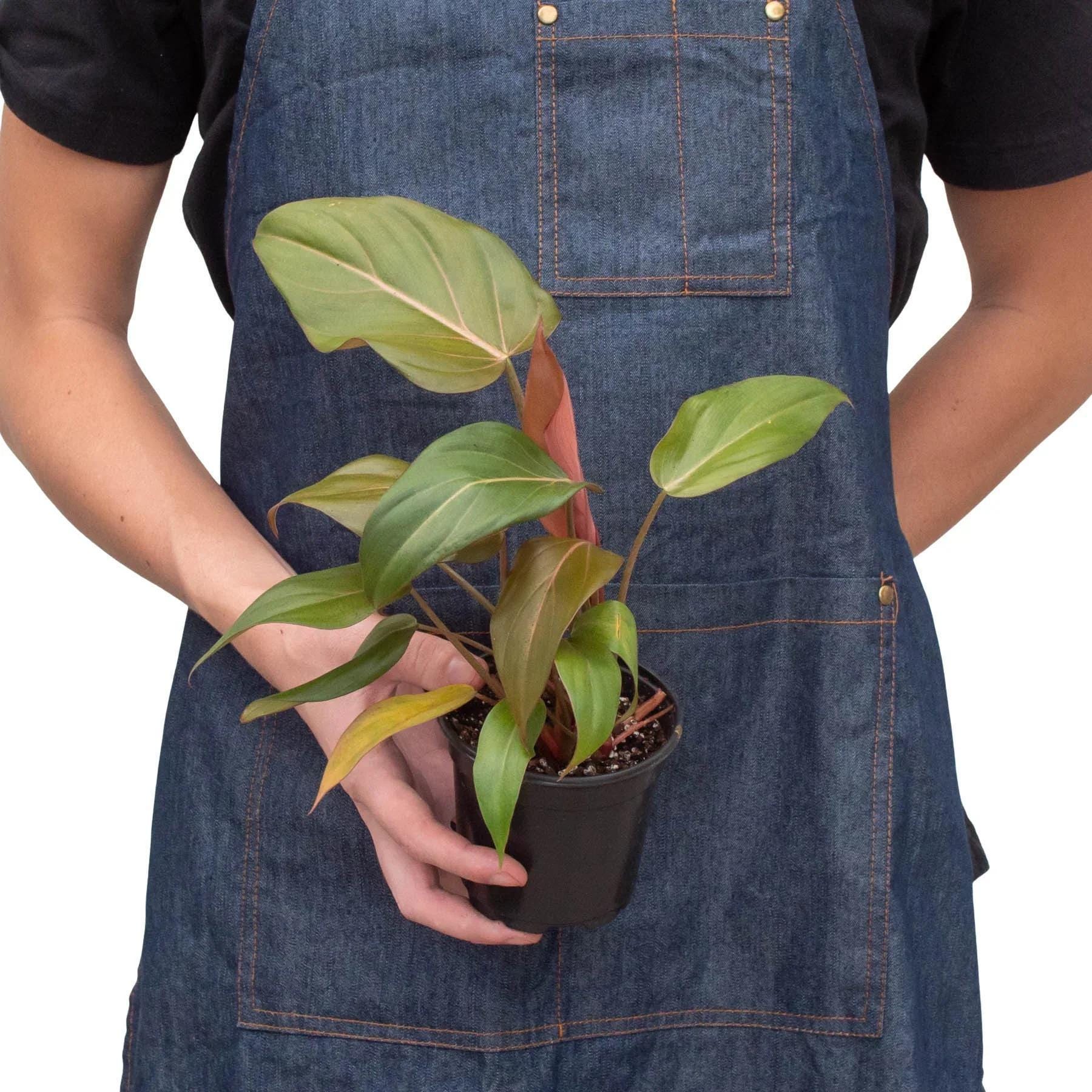 Philodendron 'Summer Glory' Indoor Plants 2" Pot Austin Jungle Co.
