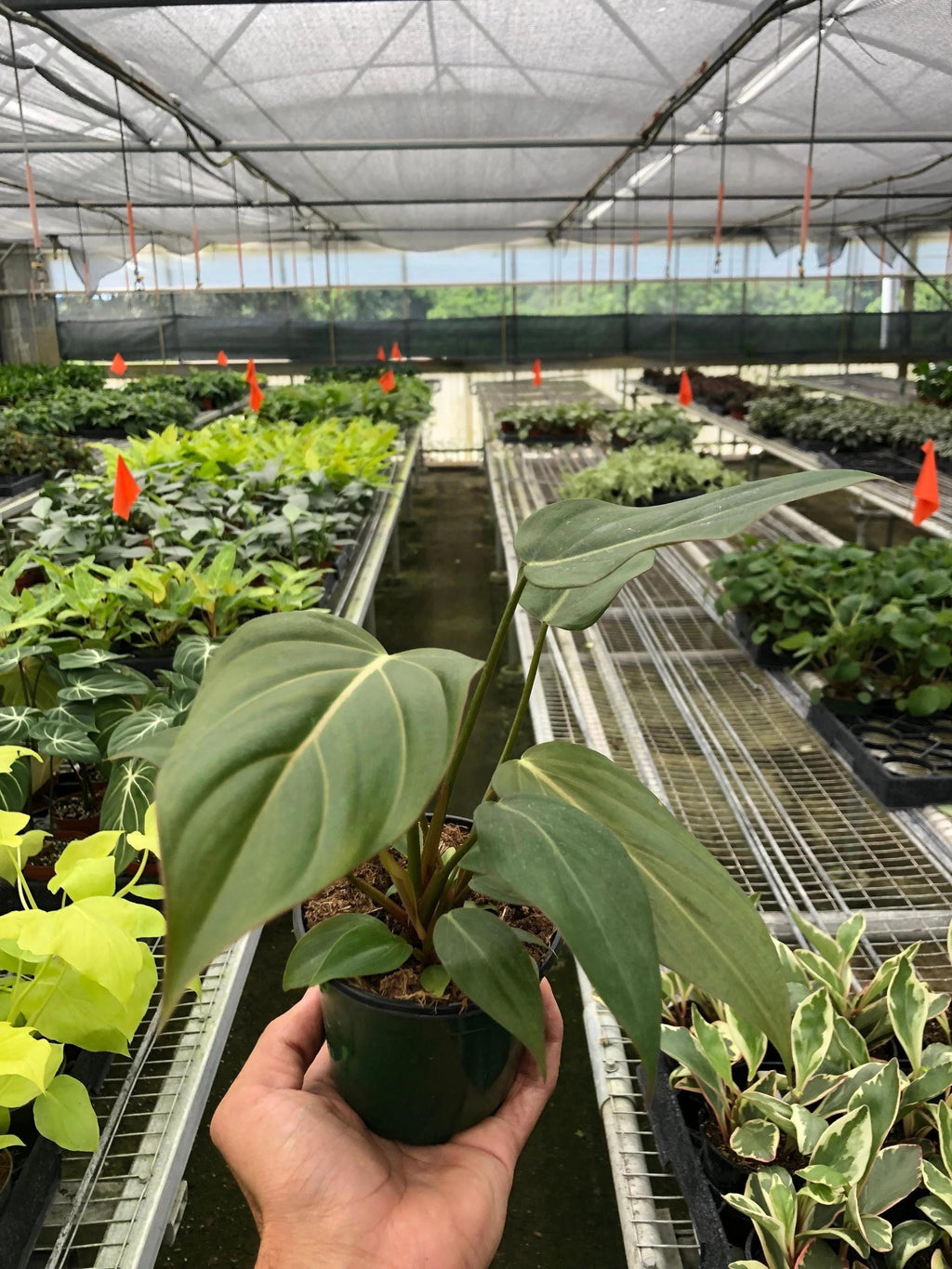 Philodendron 'Summer Glory' Indoor Plants 2" Pot Austin Jungle Co.