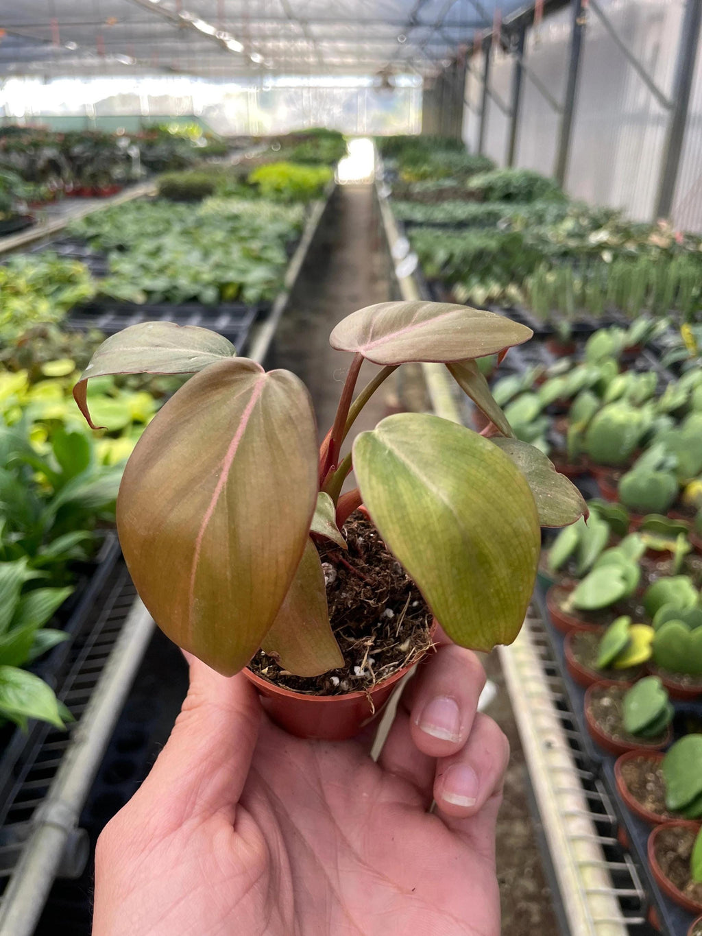 Philodendron 'Summer Glory' Indoor Plants 2" Pot Austin Jungle Co.