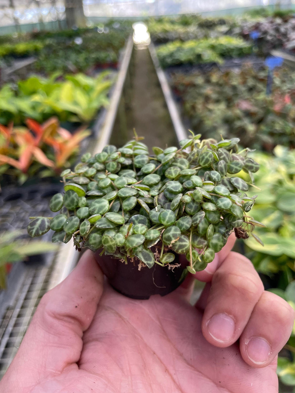 Peperomia Prostrata 'String of Turtles' 3" Pot Austin Jungle Co.